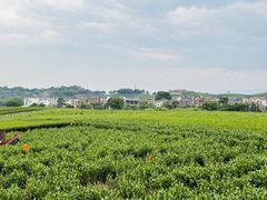 -龙坞茶村
