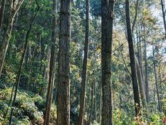 -龙湾潭国家森林公园