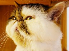 -喵园·猫主题咖啡厅·撸猫·猫咖(国贸店)