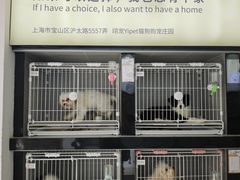 -翊宠yipet猫狗购宠庄园犬舍•猫舍