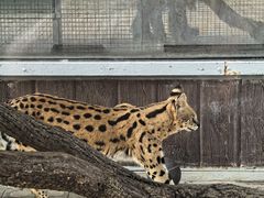 -西霞口神雕山野生动物世界