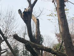 -都江堰中华大熊猫苑