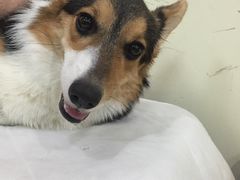 -宠物星动物医院·眼科·异宠·猫科(江南大道总院)