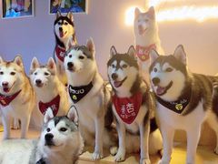-Husky Go! 哈士奇体验馆·宠物咖啡厅狗咖