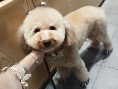 -帕帕拉兹宠物(亚洲旗舰店)