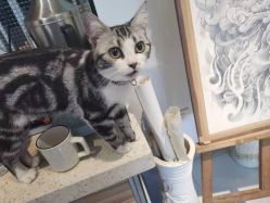 -长沙纹身· 龙堂刺青·三土师傅的店