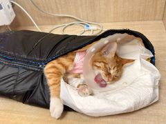 -北京观赏动物医院·24小时大型综合·猫专科·异宠专科