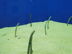 -上海海洋水族馆