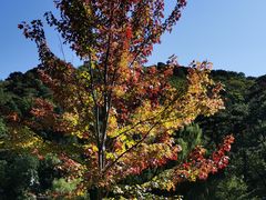 -香山公园