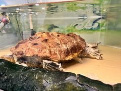 -上海大自然野生昆虫馆