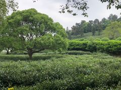 -树山生态村