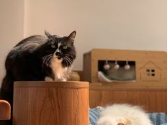 -有猫主题·治愈系猫咖(曾厝垵店)