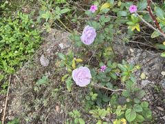 -广西壮族自治区药用植物园