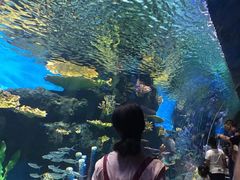 -华夏文旅海洋公园