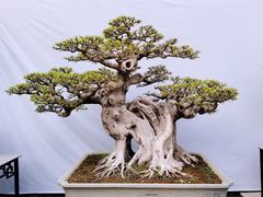-深圳市中科院仙湖植物园