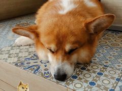 -Dog in Town Ekkamai