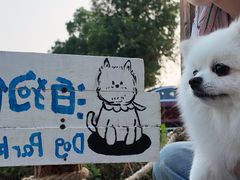 -翊宠yipet猫狗购宠庄园犬舍•猫舍