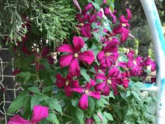 -国家植物园南园