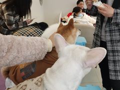 -怪兽屋·羊驼·猫咖·狗咖(俊华广场店)
