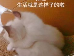 -艾贝尔宠物医院 ·内科全科(梁溪路店)