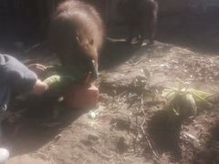 -上海动物园(地铁站)