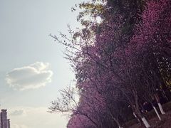 -望江楼公园