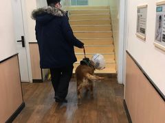 -瑞派宠物医院·24小时骨科·心脏·核磁(哈尔滨南岗店)