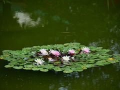 -国家植物园南园