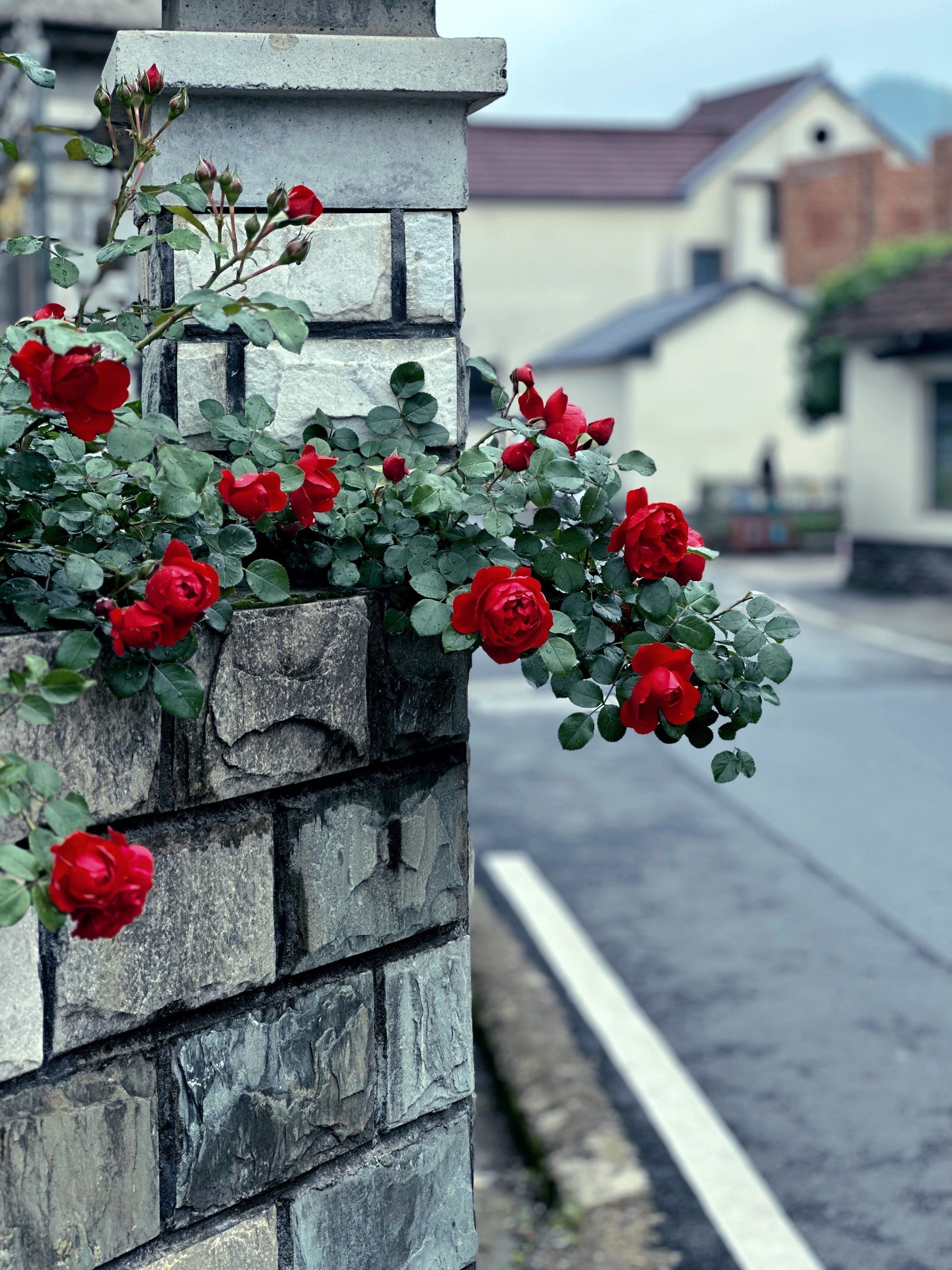 玫瑰花墙美翻天