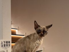-琪喵猫屋·撸猫猫咖·猫舍