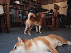 -柴源莊·柴小宠柴犬咖啡