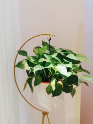 -薇兰专业脱毛连锁机构