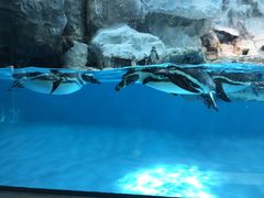 -帝企鹅自助餐厅•儿童岛•真企鹅(长隆企鹅酒店)