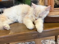 -猫猫幼稚园·撸猫·桌游·电玩