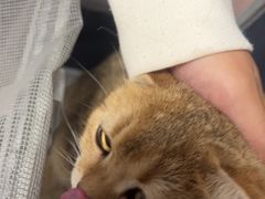 -瑞派福兴宠物医院犬猫全科·骨科·中西医结合(河东店)