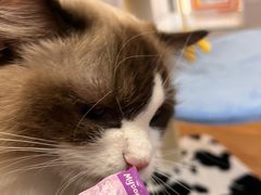 -COLOR PETS 撸猫馆·购猫·猫咖(长风大悦城店)