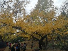 -千年银杏谷文化旅游区