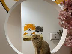 -柴迷FANS CLUB·柴犬狗咖·猫咖