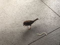 -翠华餐厅(山顶道店)