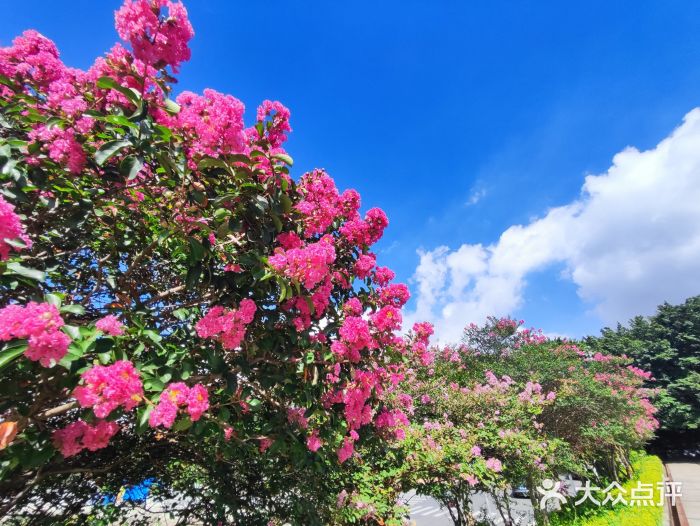 南国桃园旅游度假区图片