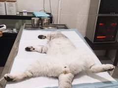 -灵美宠物诊所