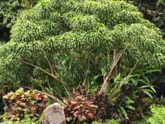 -中国科学院西双版纳热带植物园