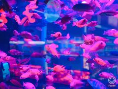-中环花鸟鱼虫市场