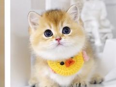 -欣宠猫屋·矮脚拿破仑·蓝金金渐层