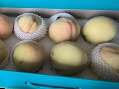 -老袁家蜜桃农场·阳山水蜜桃