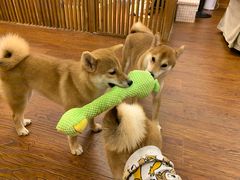 -豆柴町-柴犬主题狗咖(红鼎国际C座店)