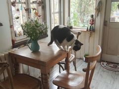 -海边的猫和咖啡馆