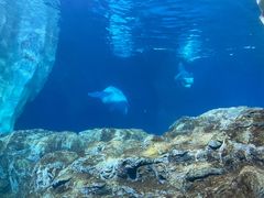 -珠海长隆海洋王国