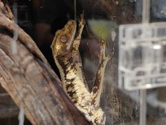 -酷以爬仙阁实体爬宠店·守宫·蜥蜴·专业繁育