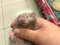 -钓仓鼠(洋桥北里小区店)